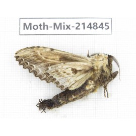 Moths sp. China, Guizhou, Qiandongnan, Rongjiang county.1Pcs. Moth-Mix-214845.