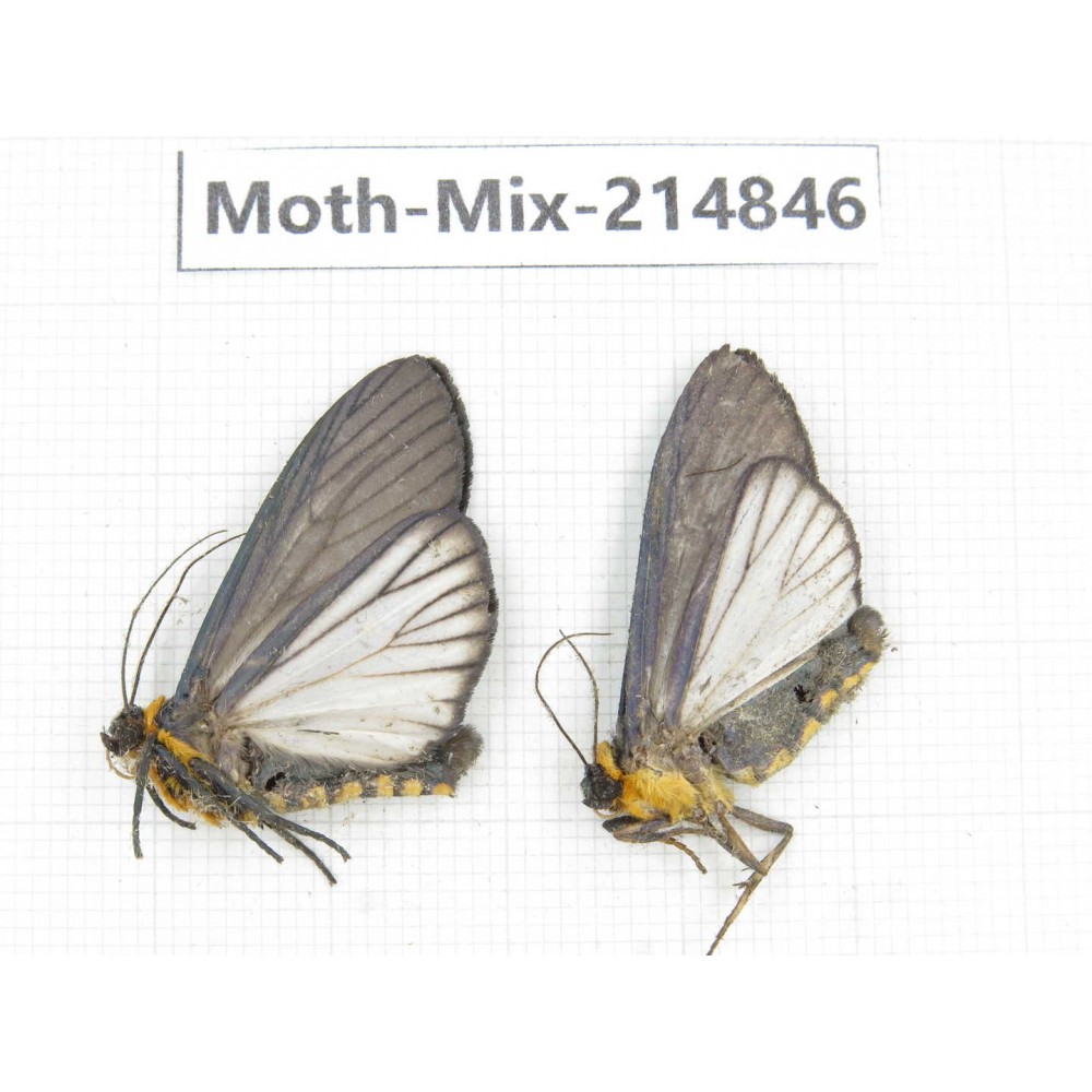 Moths sp. China, Guizhou, Qiandongnan, Rongjiang county.2Pcs. Moth-Mix-214846.