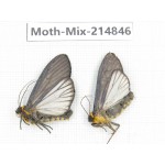Moths sp. China, Guizhou, Qiandongnan, Rongjiang county.2Pcs. Moth-Mix-214846.