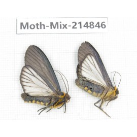 Moths sp. China, Guizhou, Qiandongnan, Rongjiang county.2Pcs. Moth-Mix-214846.
