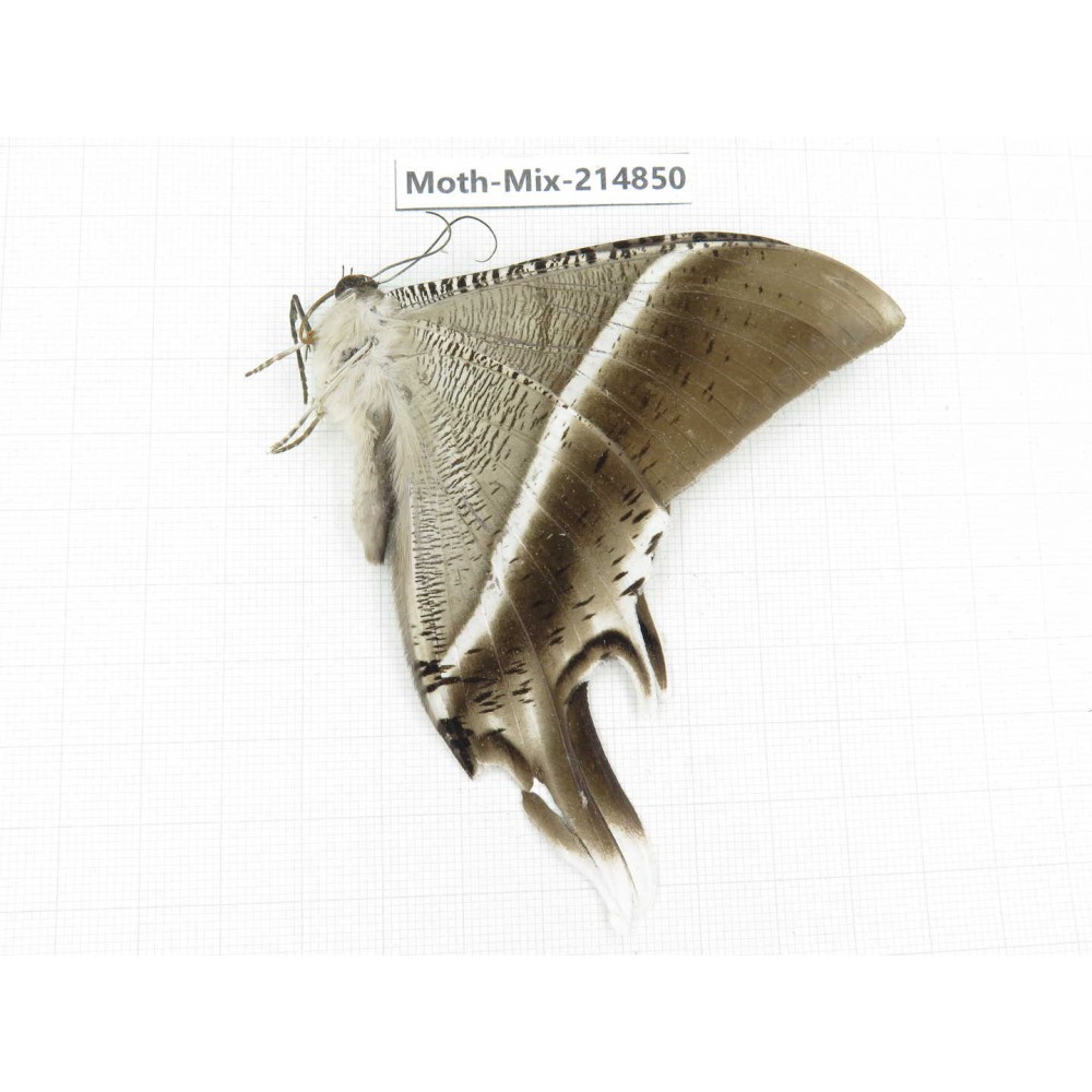 Moths sp. China, Guizhou, Qiandongnan, Rongjiang county.1Pcs. Moth-Mix-214850.