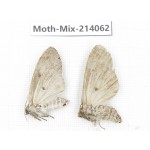 Moths sp. China, Guizhou, Tongren, Mt.Fanjingshan.2Pcs. Moth-Mix-214062.
