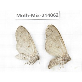 Moths sp. China, Guizhou, Tongren, Mt.Fanjingshan.2Pcs. Moth-Mix-214062.