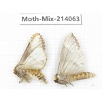 Moths sp. China, Guizhou, Tongren, Mt.Fanjingshan.2Pcs. Moth-Mix-214063.