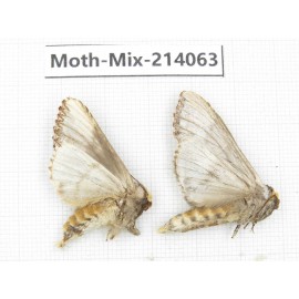 Moths sp. China, Guizhou, Tongren, Mt.Fanjingshan.2Pcs. Moth-Mix-214063.