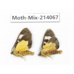 Moths sp. China, Guizhou, Tongren, Mt.Fanjingshan.2Pcs. Moth-Mix-214067.