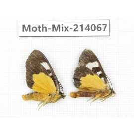 Moths sp. China, Guizhou, Tongren, Mt.Fanjingshan.2Pcs. Moth-Mix-214067.