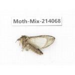 Moths sp. China, Guizhou, Tongren, Mt.Fanjingshan.1Pcs. Moth-Mix-214068.