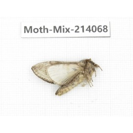 Moths sp. China, Guizhou, Tongren, Mt.Fanjingshan.1Pcs. Moth-Mix-214068.