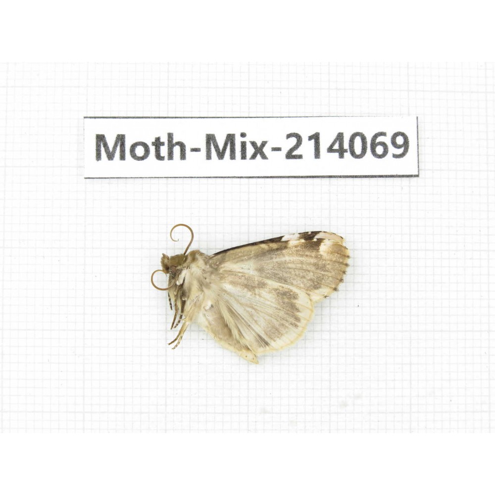 Moths sp. China, Guizhou, Tongren, Mt.Fanjingshan.1Pcs. Moth-Mix-214069.