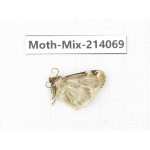 Moths sp. China, Guizhou, Tongren, Mt.Fanjingshan.1Pcs. Moth-Mix-214069.