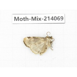 Moths sp. China, Guizhou, Tongren, Mt.Fanjingshan.1Pcs. Moth-Mix-214069.