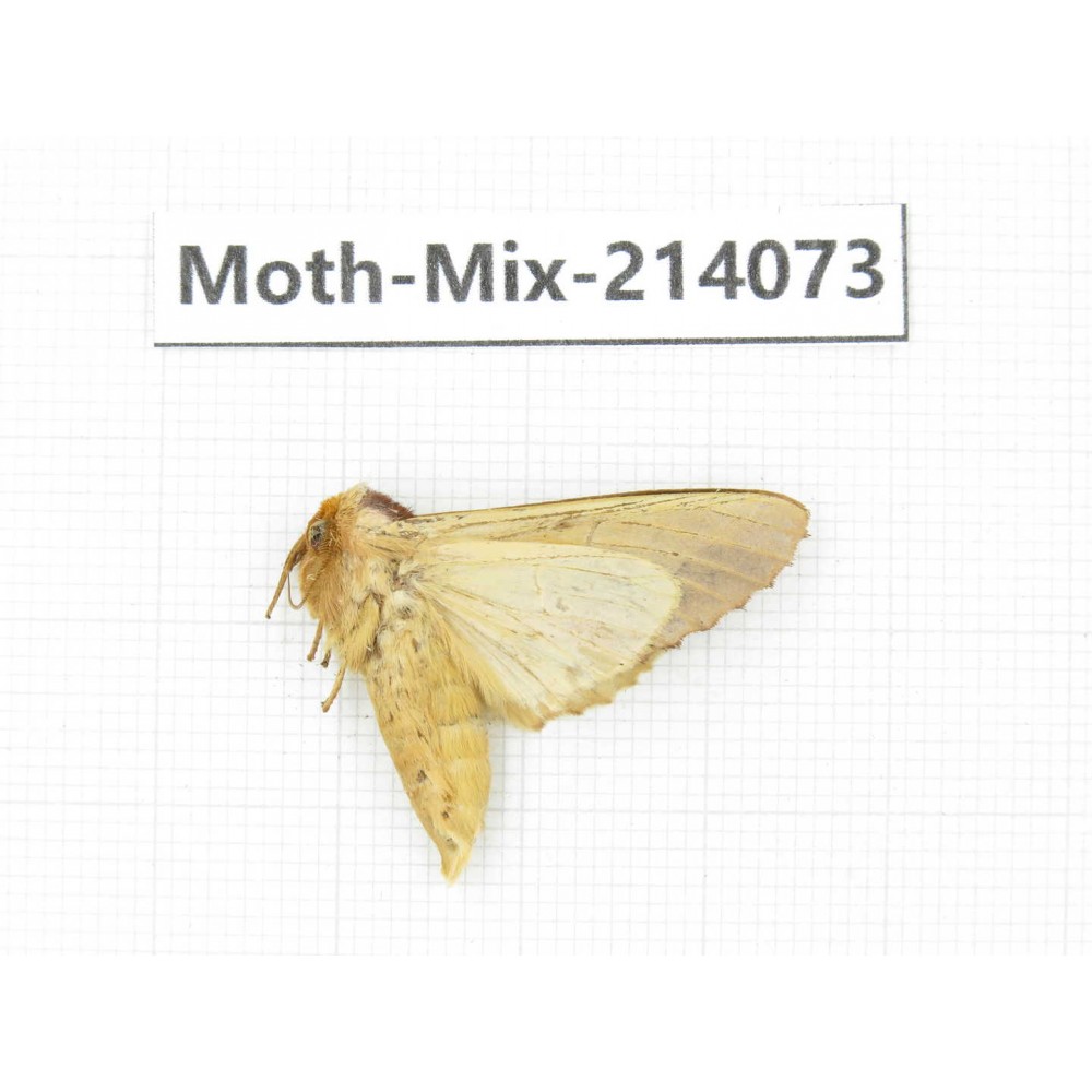 Moths sp. China, Guizhou, Tongren, Mt.Fanjingshan.1Pcs. Moth-Mix-214073.