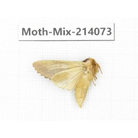 Moths sp. China, Guizhou, Tongren, Mt.Fanjingshan.1Pcs. Moth-Mix-214073.