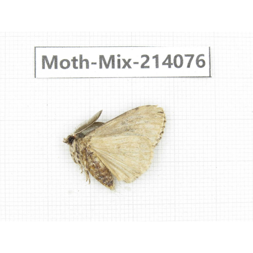 Moths sp. China, Guizhou, Tongren, Mt.Fanjingshan.1Pcs. Moth-Mix-214076.