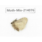 Moths sp. China, Guizhou, Tongren, Mt.Fanjingshan.1Pcs. Moth-Mix-214076.