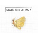 Moths sp. China, Guizhou, Tongren, Mt.Fanjingshan.1Pcs. Moth-Mix-214077.