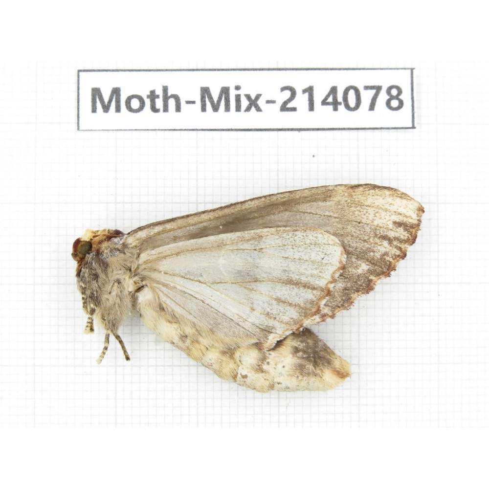 Moths sp. China, Guizhou, Tongren, Mt.Fanjingshan.1Pcs. Moth-Mix-214078.