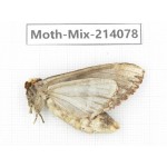 Moths sp. China, Guizhou, Tongren, Mt.Fanjingshan.1Pcs. Moth-Mix-214078.
