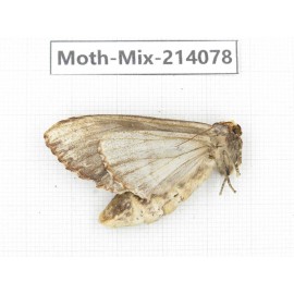 Moths sp. China, Guizhou, Tongren, Mt.Fanjingshan.1Pcs. Moth-Mix-214078.