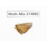 Moths sp. China, Guizhou, Tongren, Mt.Fanjingshan.1Pcs. Moth-Mix-214082.