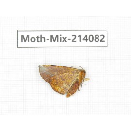 Moths sp. China, Guizhou, Tongren, Mt.Fanjingshan.1Pcs. Moth-Mix-214082.