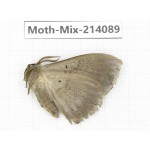 Moths sp. China, Guizhou, Tongren, Mt.Fanjingshan.1Pcs. Moth-Mix-214089.