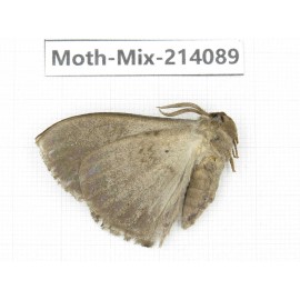 Moths sp. China, Guizhou, Tongren, Mt.Fanjingshan.1Pcs. Moth-Mix-214089.