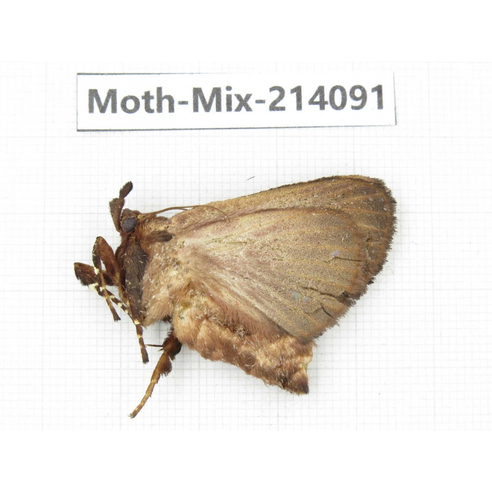 Moths sp. China, Guizhou, Tongren, Mt.Fanjingshan.1Pcs. Moth-Mix-214091.