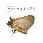 Moths sp. China, Guizhou, Tongren, Mt.Fanjingshan.1Pcs. Moth-Mix-214091.