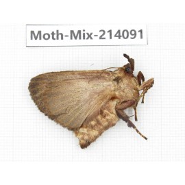 Moths sp. China, Guizhou, Tongren, Mt.Fanjingshan.1Pcs. Moth-Mix-214091.