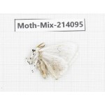 Moths sp. China, Guizhou, Tongren, Mt.Fanjingshan.1Pcs. Moth-Mix-214095.