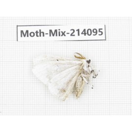 Moths sp. China, Guizhou, Tongren, Mt.Fanjingshan.1Pcs. Moth-Mix-214095.