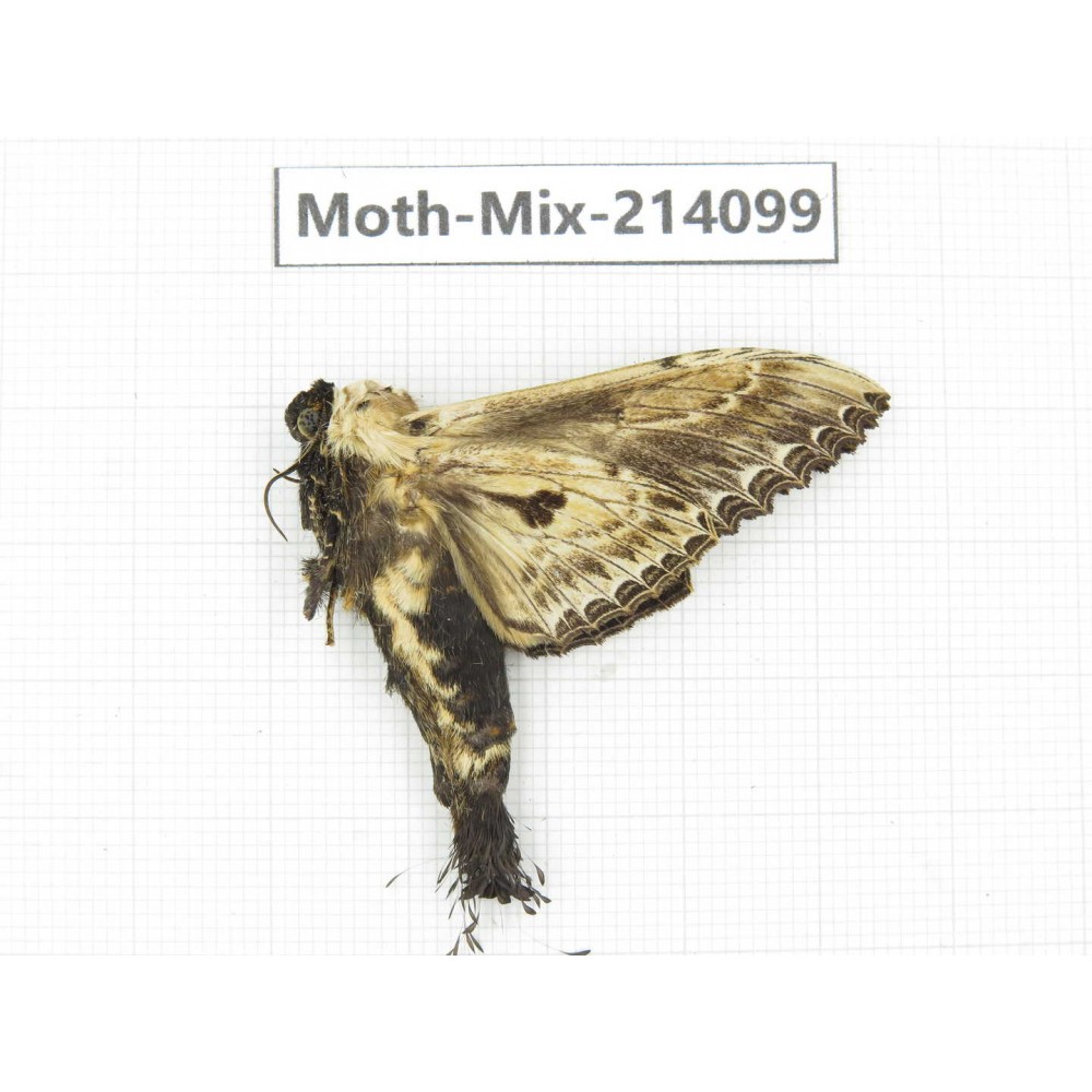 Moths sp. China, Guizhou, Tongren, Mt.Fanjingshan.1Pcs. Moth-Mix-214099.