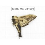 Moths sp. China, Guizhou, Tongren, Mt.Fanjingshan.1Pcs. Moth-Mix-214099.