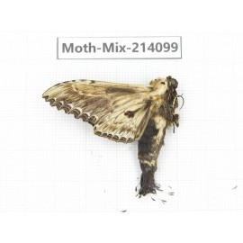 Moths sp. China, Guizhou, Tongren, Mt.Fanjingshan.1Pcs. Moth-Mix-214099.