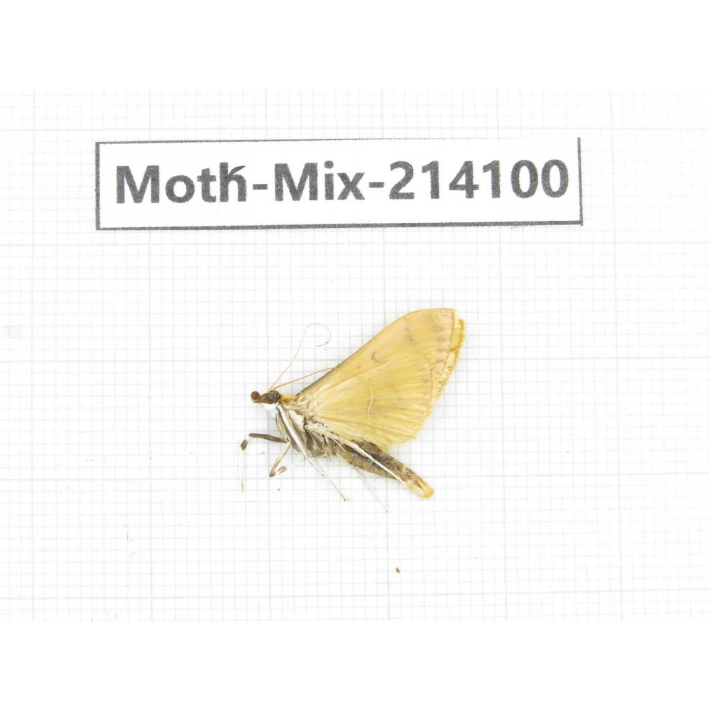 Moths sp. China, Guizhou, Tongren, Mt.Fanjingshan.1Pcs. Moth-Mix-214100.