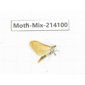 Moths sp. China, Guizhou, Tongren, Mt.Fanjingshan.1Pcs. Moth-Mix-214100.