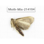 Moths sp. China, Guizhou, Tongren, Mt.Fanjingshan.1Pcs. Moth-Mix-214104.
