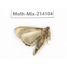 Moths sp. China, Guizhou, Tongren, Mt.Fanjingshan.1Pcs. Moth-Mix-214104.