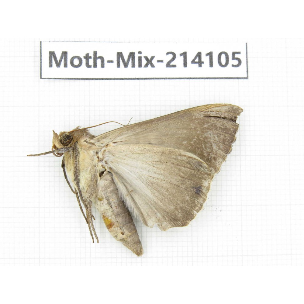 Moths sp. China, Guizhou, Tongren, Mt.Fanjingshan.1Pcs. Moth-Mix-214105.