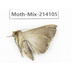 Moths sp. China, Guizhou, Tongren, Mt.Fanjingshan.1Pcs. Moth-Mix-214105.