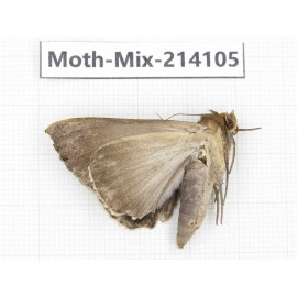 Moths sp. China, Guizhou, Tongren, Mt.Fanjingshan.1Pcs. Moth-Mix-214105.