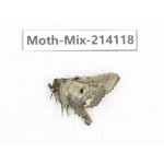 Moths sp. China, Guizhou, Tongren, Mt.Fanjingshan.1Pcs. Moth-Mix-214118.