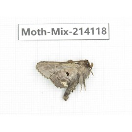 Moths sp. China, Guizhou, Tongren, Mt.Fanjingshan.1Pcs. Moth-Mix-214118.