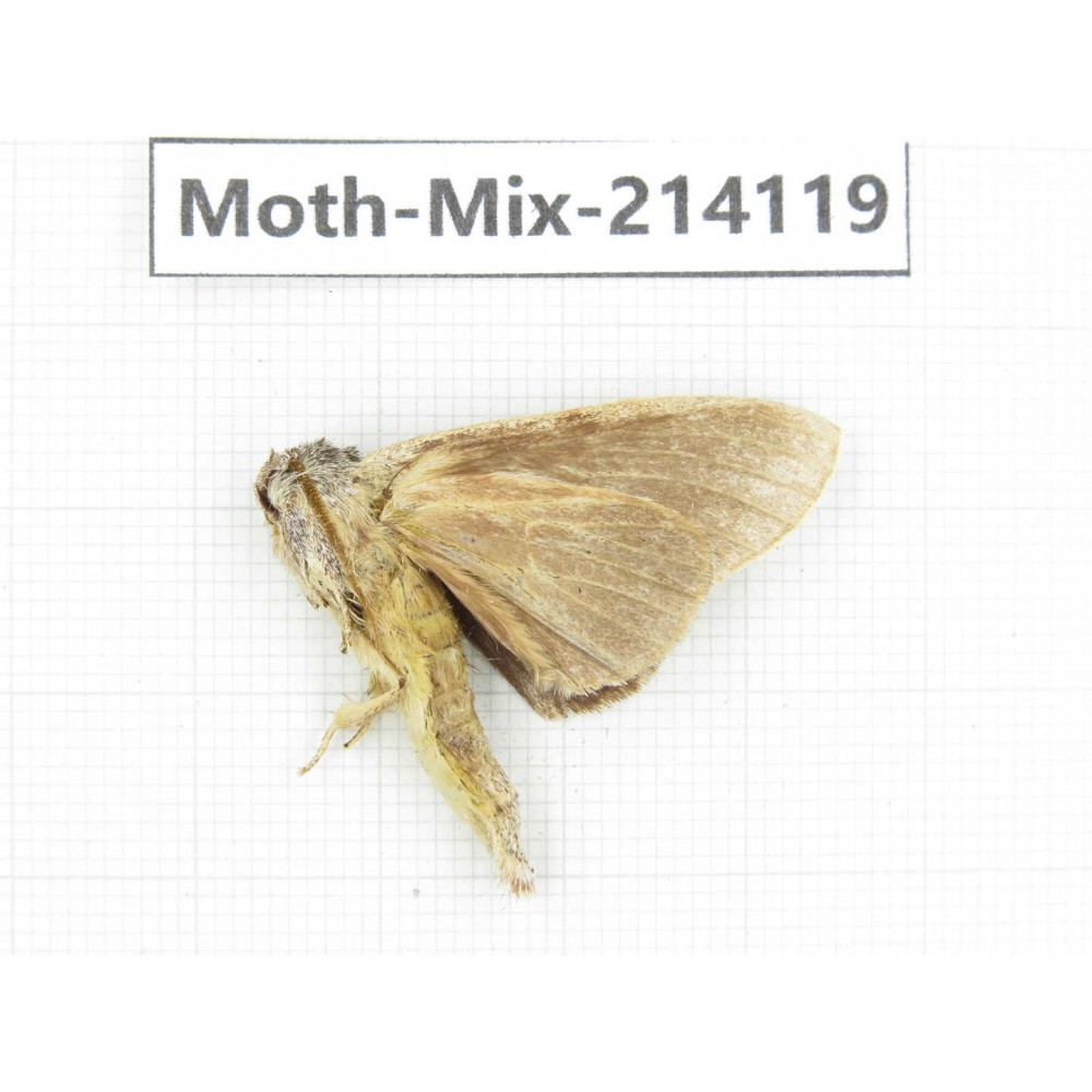 Moths sp. China, Guizhou, Tongren, Mt.Fanjingshan.1Pcs. Moth-Mix-214119.
