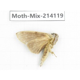 Moths sp. China, Guizhou, Tongren, Mt.Fanjingshan.1Pcs. Moth-Mix-214119.