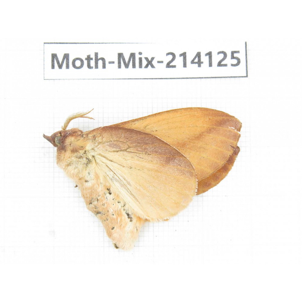 Moths sp. China, Guizhou, Tongren, Mt.Fanjingshan.1Pcs. Moth-Mix-214125.
