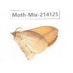 Moths sp. China, Guizhou, Tongren, Mt.Fanjingshan.1Pcs. Moth-Mix-214125.
