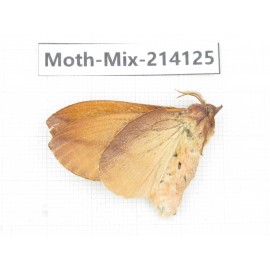 Moths sp. China, Guizhou, Tongren, Mt.Fanjingshan.1Pcs. Moth-Mix-214125.
